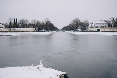 Swans on frozen river against sky during winter