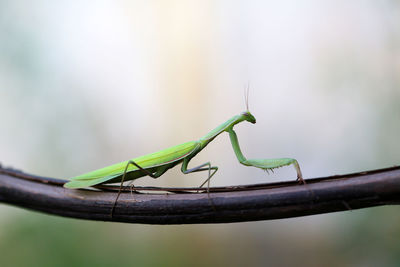 Close-up of insect on leaf