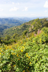Scenic view of flowering plants and trees against sky