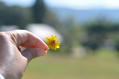 Cropped image of person holding yellow flower