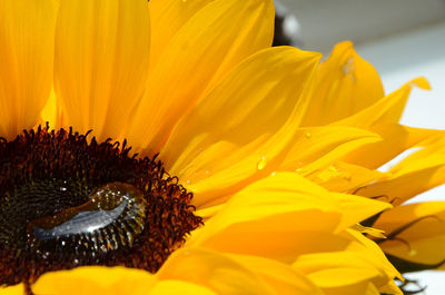 Close-up of water drop on sunflower