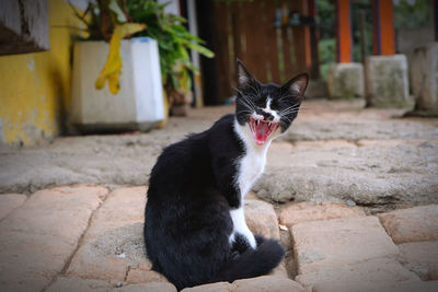 Portrait of cat sitting on rock