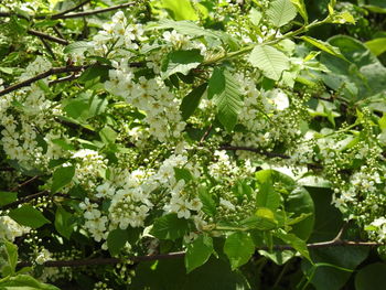 Close-up of white flowering plant