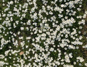 Flowers photo for any use - lots of stellaria in spring 