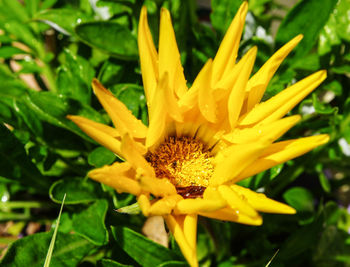 Close-up of yellow flower blooming outdoors