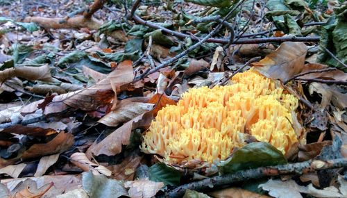 Close-up of mushrooms on dry leaves