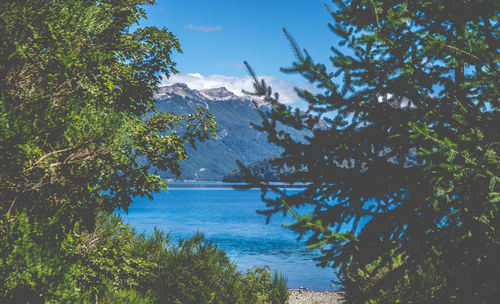 Trees by mountains against sky