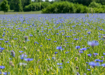 Close-up of purple flowering plants on field