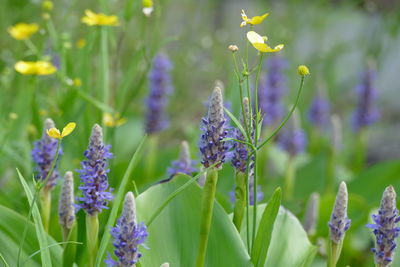 Close-up of purple flowering plants on field