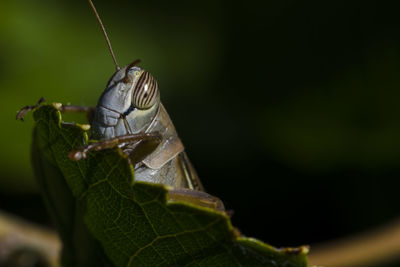 Close-up of insect on leaf