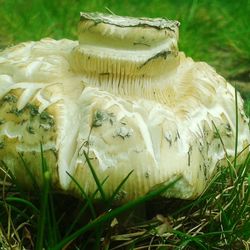 Close-up of grass in field