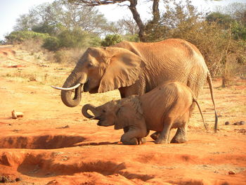 Side view of elephant standing on field