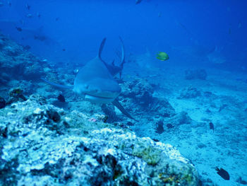 View of fish underwater