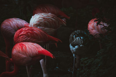 Close-up of birds