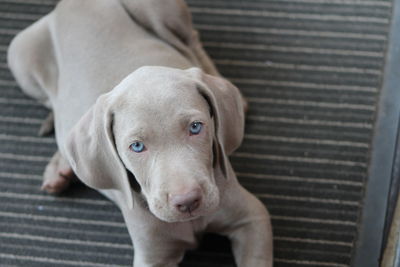 Close-up portrait of dog