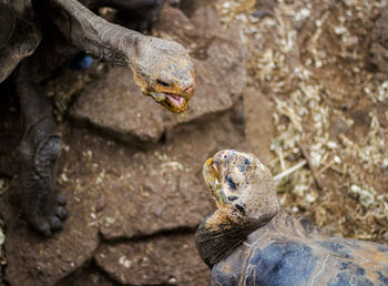 Close-up of galapagos turtles