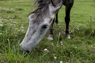 Horse grazing in field