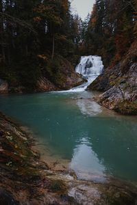 River flowing amidst trees in forest