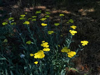 High angle view of yellow flowering plant on field
