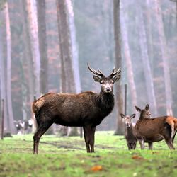 Deer in a forest