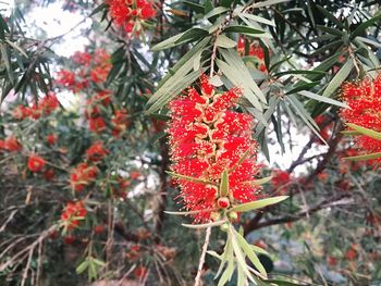 Close-up of red flower tree in winter