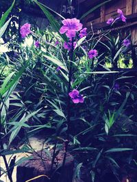 Close-up of purple flowers blooming outdoors
