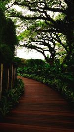 Footpath amidst trees in park against sky