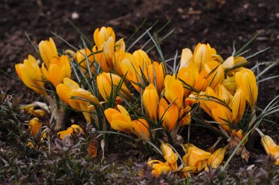 Close-up of yellow crocus flowers on field