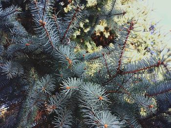 Full frame shot of tree against sky