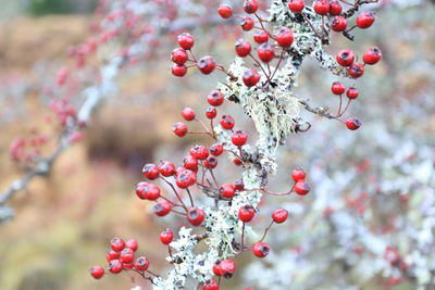 Close-up of berries growing on tree