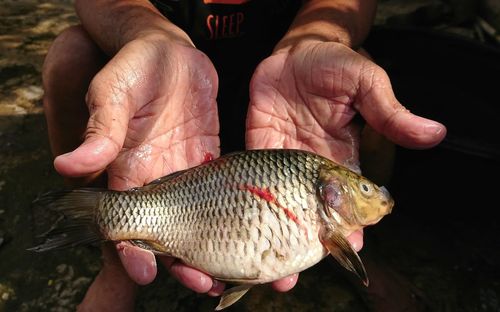 Close-up of hand holding fish