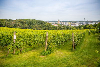 Scenic view of vineyard against sky