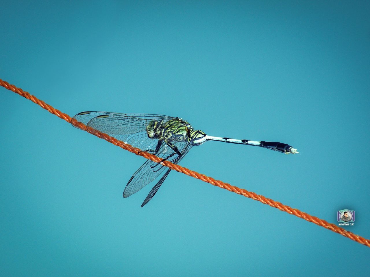 blue, clear sky, copy space, animal, nature, low angle view, animals in the wild, animal themes, insect, animal wildlife, invertebrate, sky, animal wing, day, dragonfly, no people, one animal, outdoors, rope, close-up, turquoise colored, construction equipment