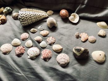 High angle view of shells on table