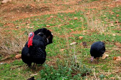 Black bird in a field