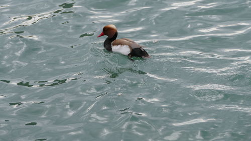 High angle view of duck swimming in sea