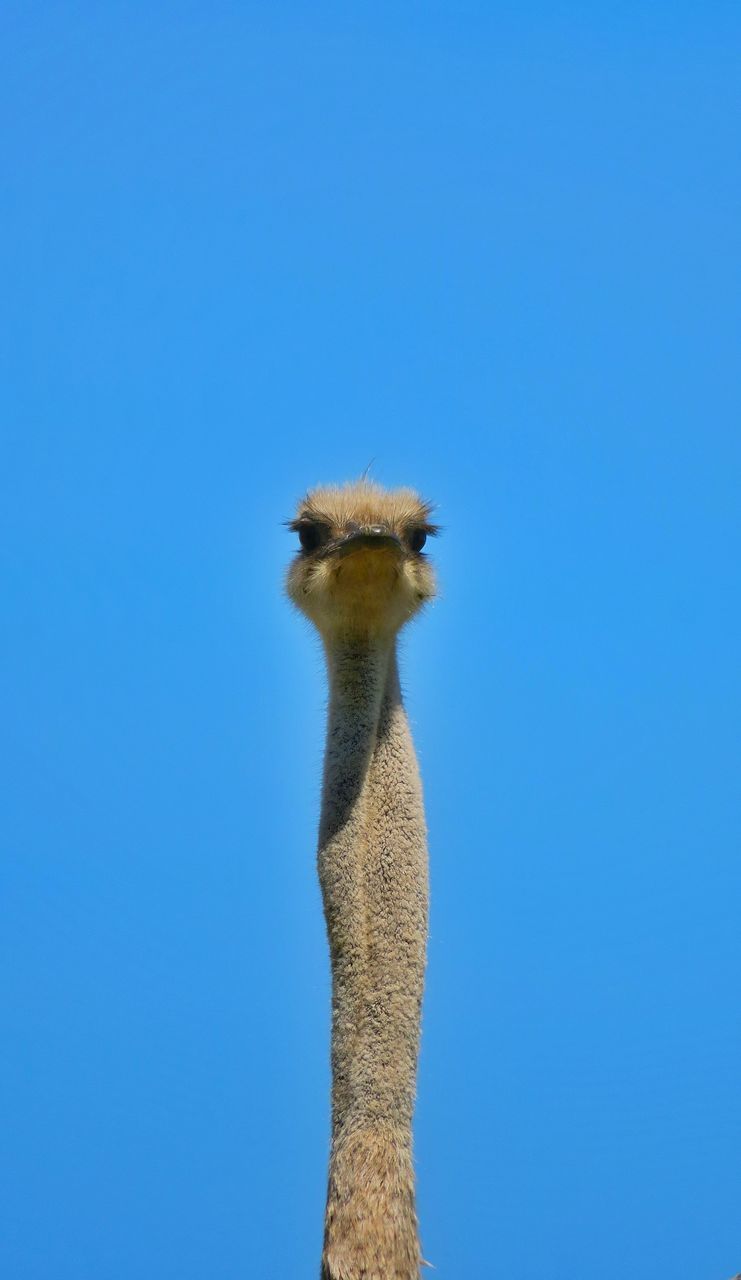 LOW ANGLE PORTRAIT OF A BIRD AGAINST BLUE SKY