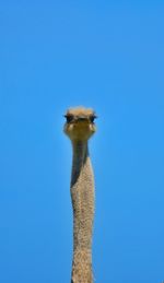 Low angle view of a bird against blue sky