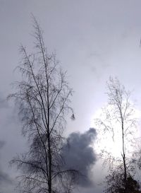 Low angle view of bare tree against sky