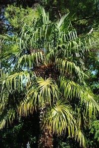 Close-up of palm tree in forest