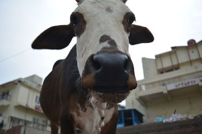 Close-up portrait of cow