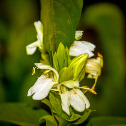 Close-up of flower against blurred background