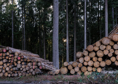 Logs in forest