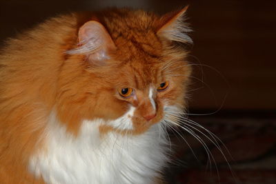 Close-up of a cat looking away