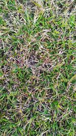 High angle view of bamboo on field