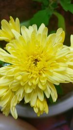 Close-up of yellow flowers blooming outdoors