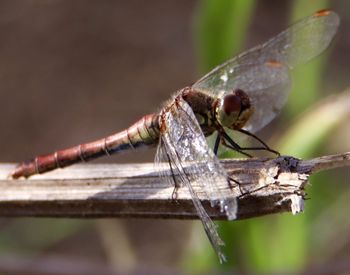 Close-up of dragonfly on twig