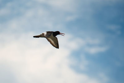 Low angle view of bird flying in sky