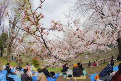 Group of people on cherry blossom tree