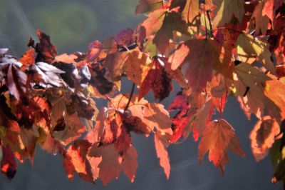 Close-up of maple leaves during autumn